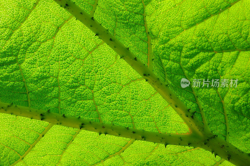 Gunnera manicata,球衣。